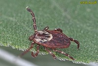 Dog Tick