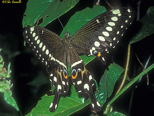 Emperor Swallowtail