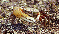 Fiddler Crab