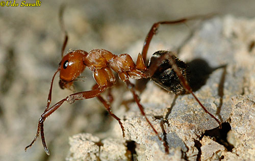 Field Ant