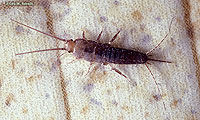 Bristletail