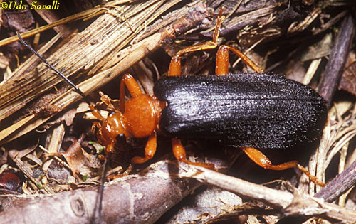 Fire-colored Beetle