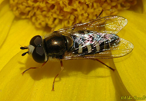 Flower Fly