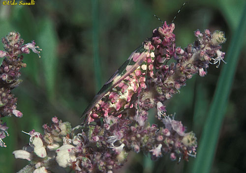 Flower Mantid