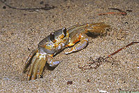 Ghost Crab