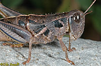 Grasshopper Nymph