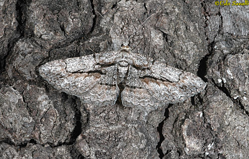 Gray Moth