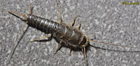 Gray Silverfish