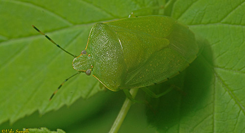 stinkbug