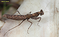 Minor Ground Mantid