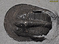 Harpes Trilobite