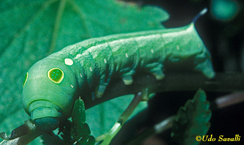 Hawk Moth Caterpillar