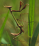 Horned Mantid