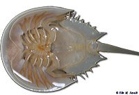 Horseshoe Crab Ventral Side up