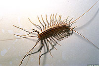 House Centipede