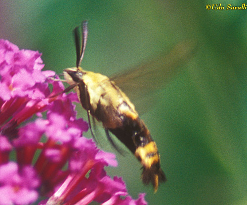 Hummingbird Moth