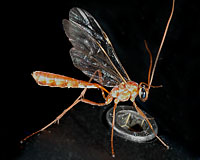 Ichneumonid wasp