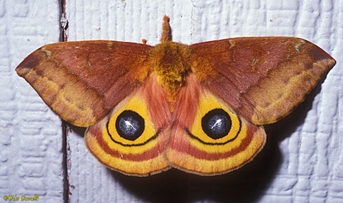 Io Moth