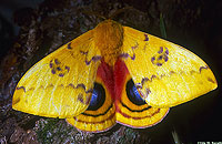 Io Moth