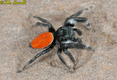 Jumping Spider