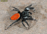 Jumping Spider