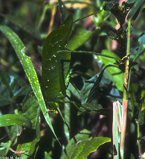 katydid