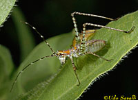 Katydid Nymph