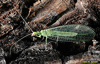 Lacewing