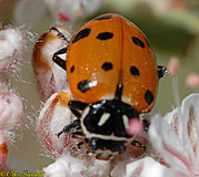 Lady Beetle