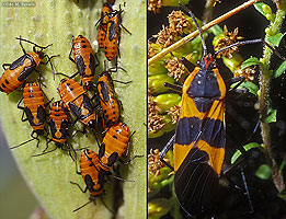 Large Milkweed Bug