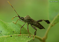 Leaf-footed Bug