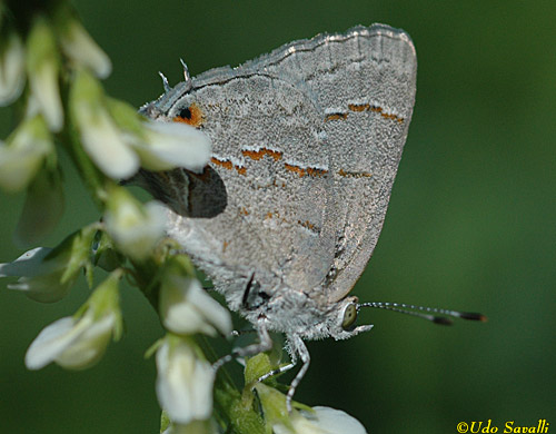 Leda Ministreak