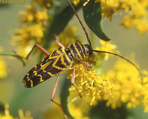 Locust Borer