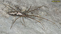 Long-jawed Orb Weaver