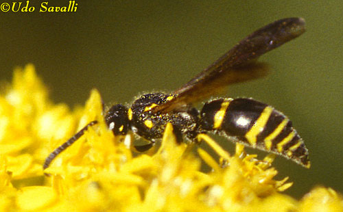 Mason Wasp