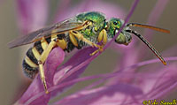 Metallic Green Bee