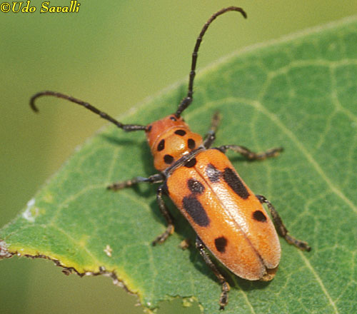 Milkweed Beetle