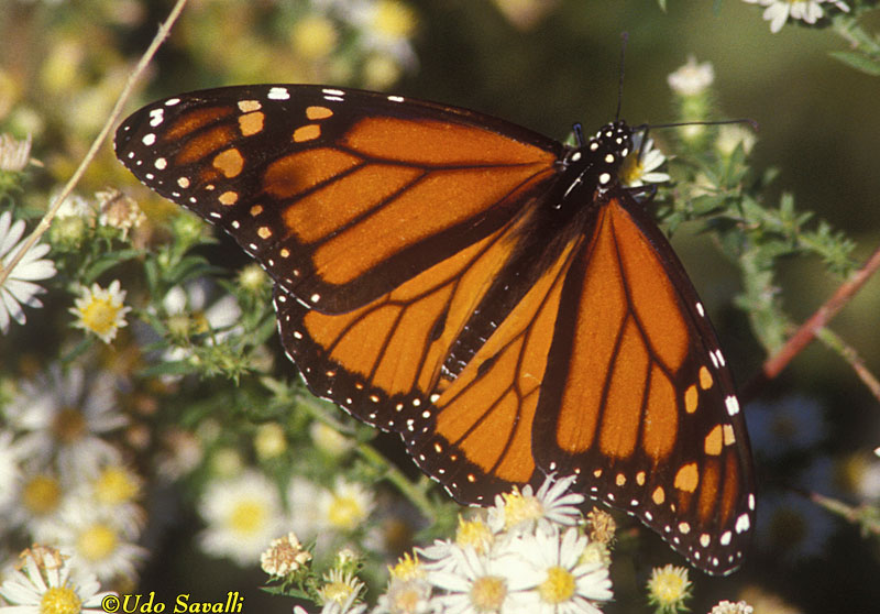 Monarch Butterfly