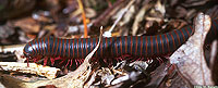 North American Millipede