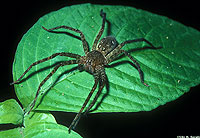 Nursery Web Spider