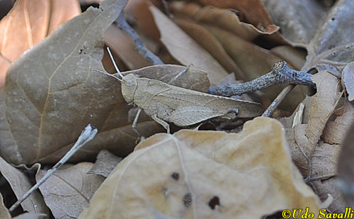 Oakleaf Grasshopper