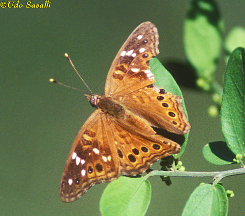 Painted Lady