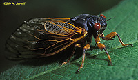 Periodic Cicada