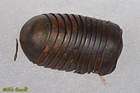 Pill Millipede