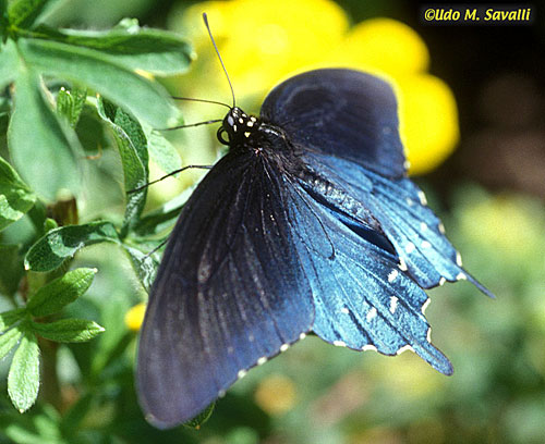 Pipevine Swallowtail