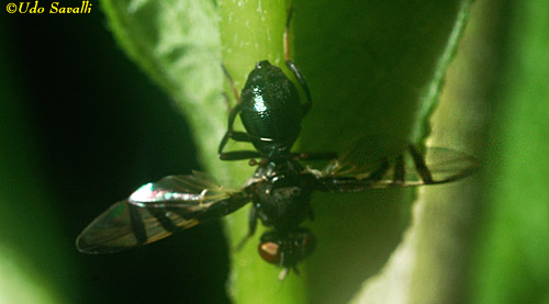 Platystomatid Fly