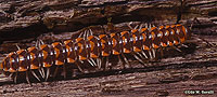 Polydesmid Millipede