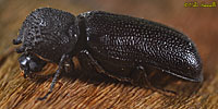 Powderpost Beetle