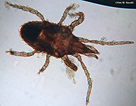 Snout Mite