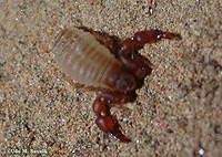 Pseudoscorpion2